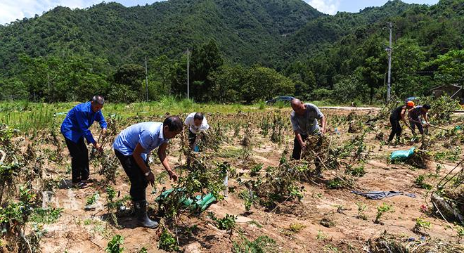 农业农村部指导灾区防台风抗台风和灾后恢复生产