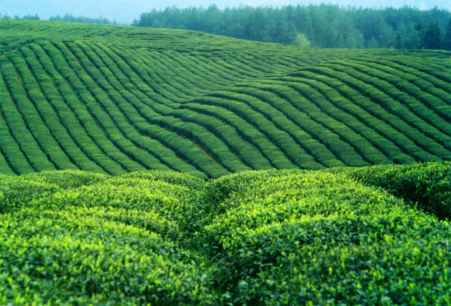 贵州农业品牌茶叶获第十一届香港国际茶展最佳滋味奖