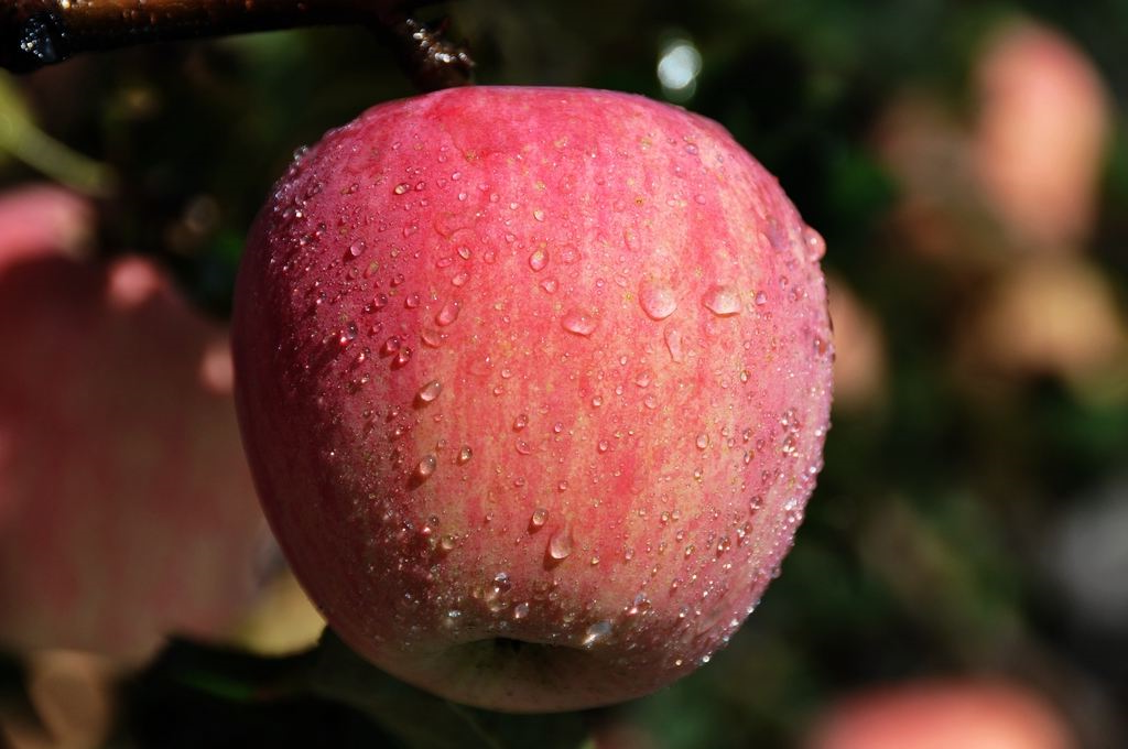 黄陵县发展种植有机苹果_提升品牌附加值